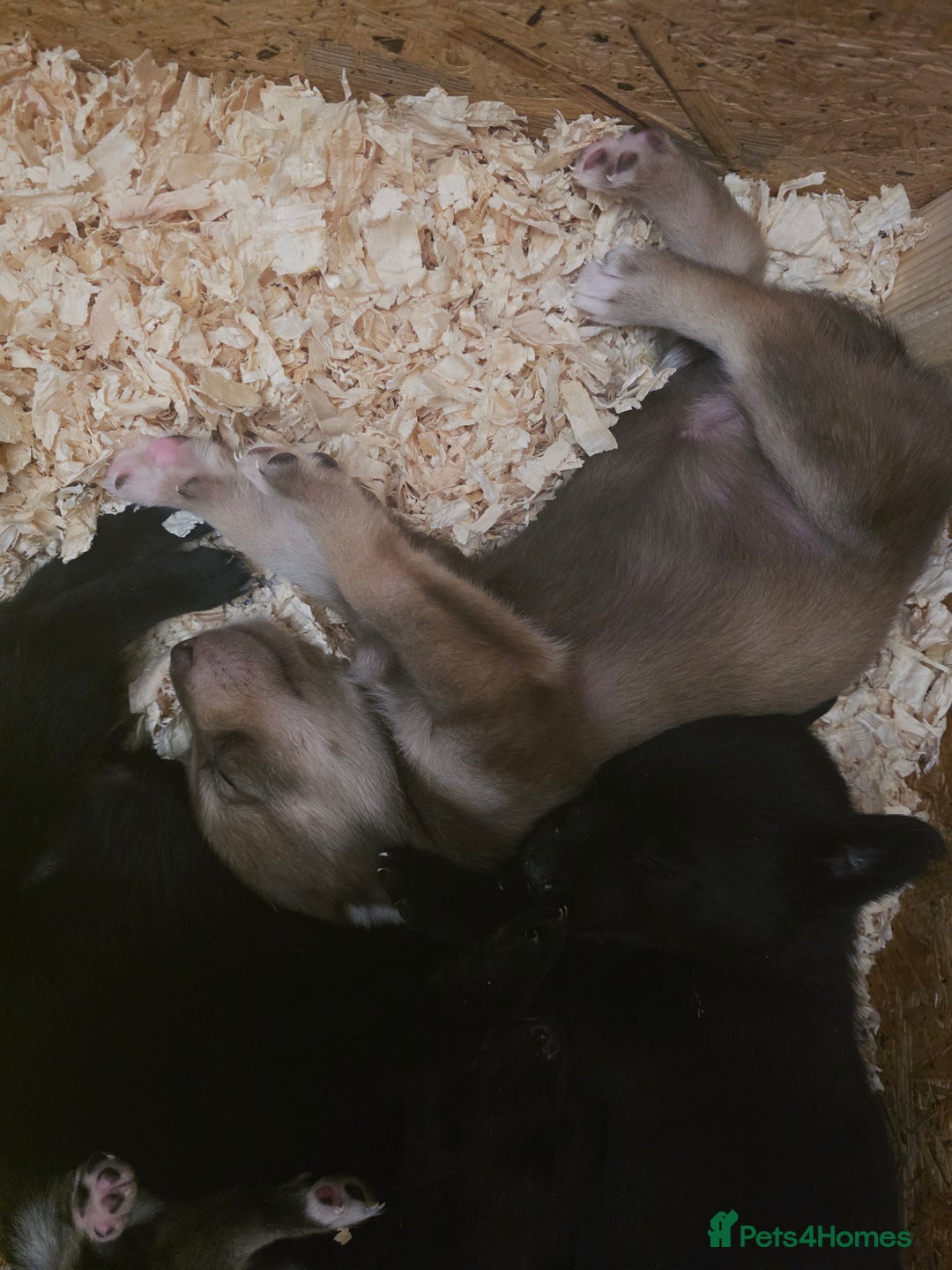 Mixed Breed dogs for sale: STUNNING RED FOX LABRADOR X SPECIAL SIBERIAN HUSKY - Advert 28