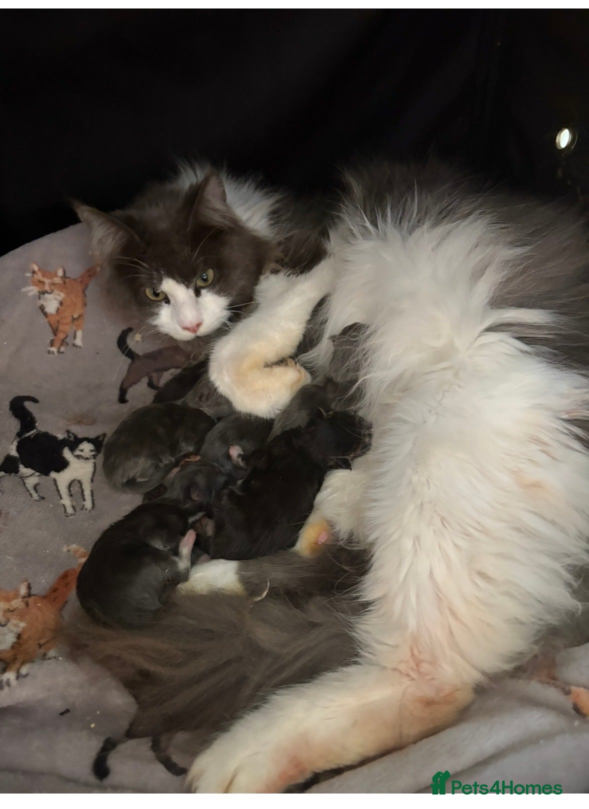 Maine Coon cats Stunning pedigree Maincoon kittens  - Advert 8