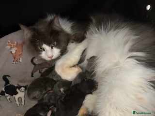 Maine Coon cats Stunning pedigree Maincoon kittens - Advert 1