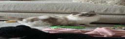 Ragdoll cats for sale: Two GCCF Ragdoll Sisters! PRICE FOR BOTH!  - Advert 22