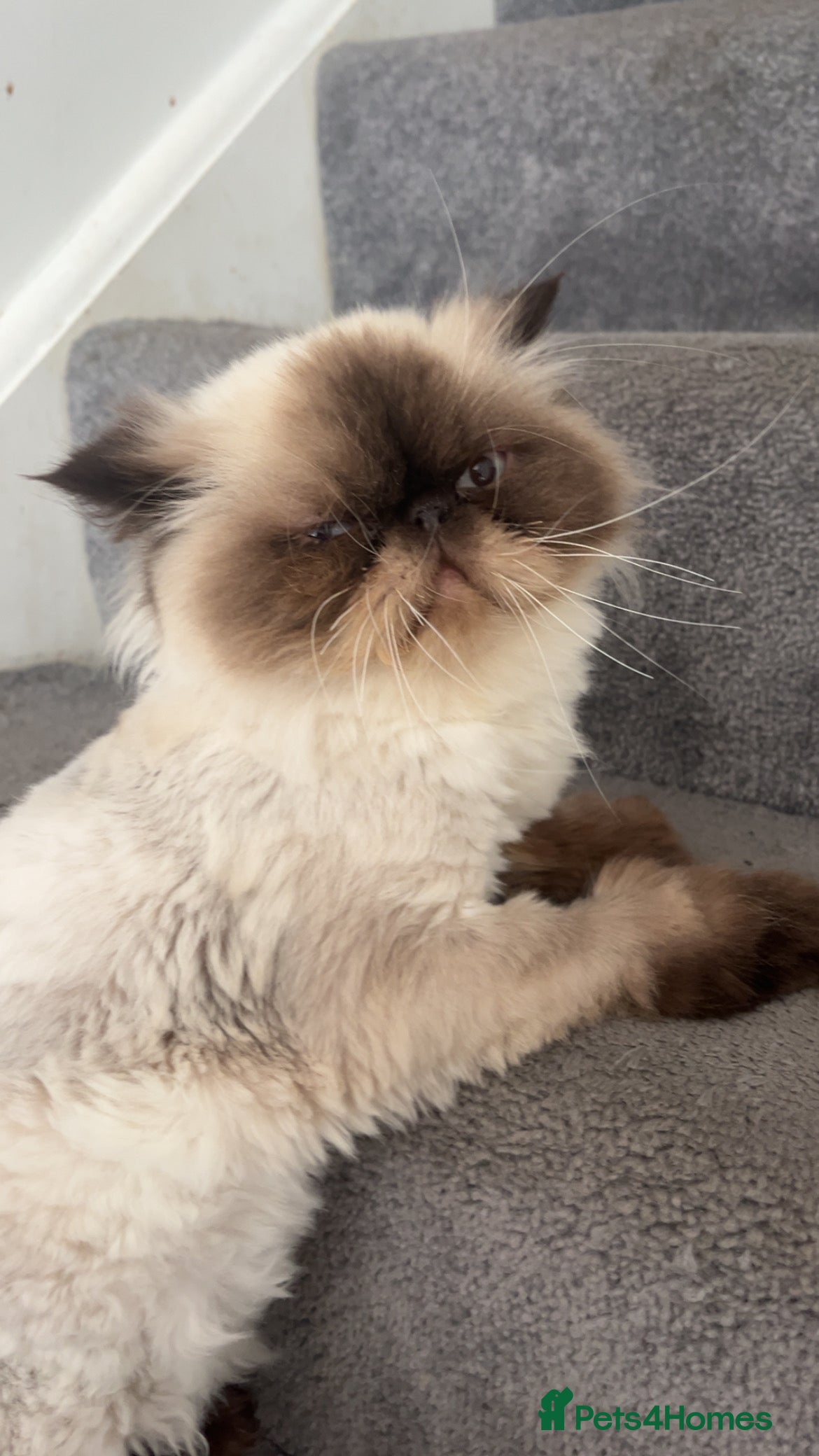 Persian cats Female Persian un neutered  - Advert 1