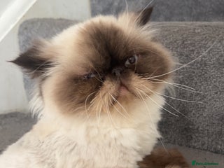 Persian cats Female Persian un neutered - Advert 1