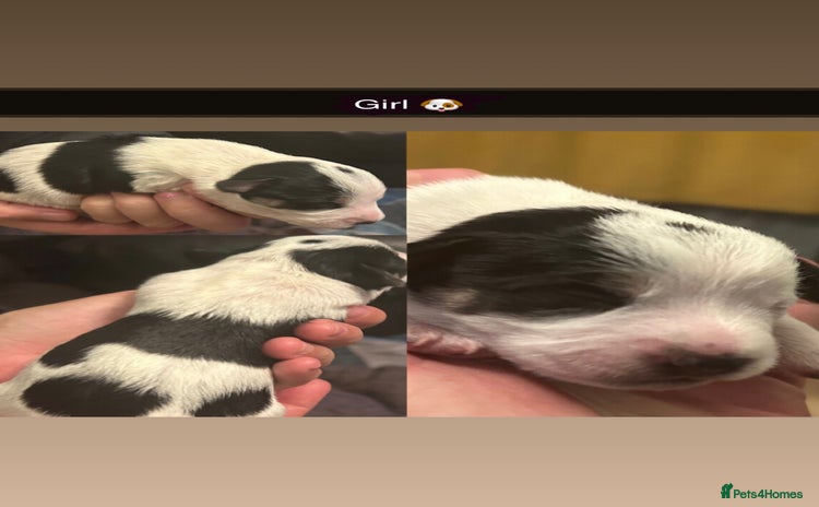 Jackapoo dogs - Advert 1