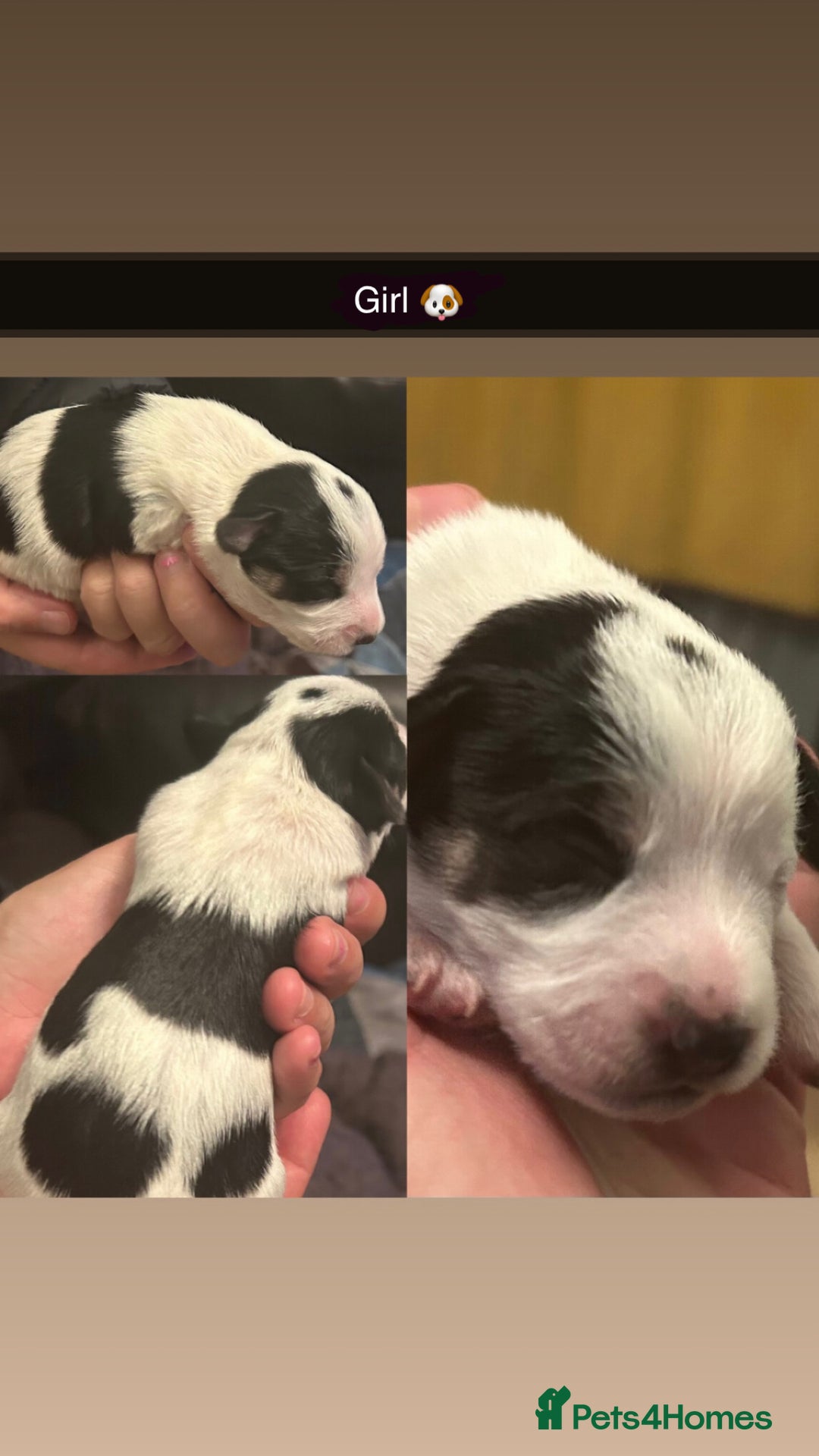 Jackapoo dogs for sale: Beautiful Jackapoos this is Bonnie’s 2nd litter  - Image 1