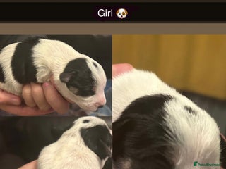 Jackapoo dogs - Advert 1