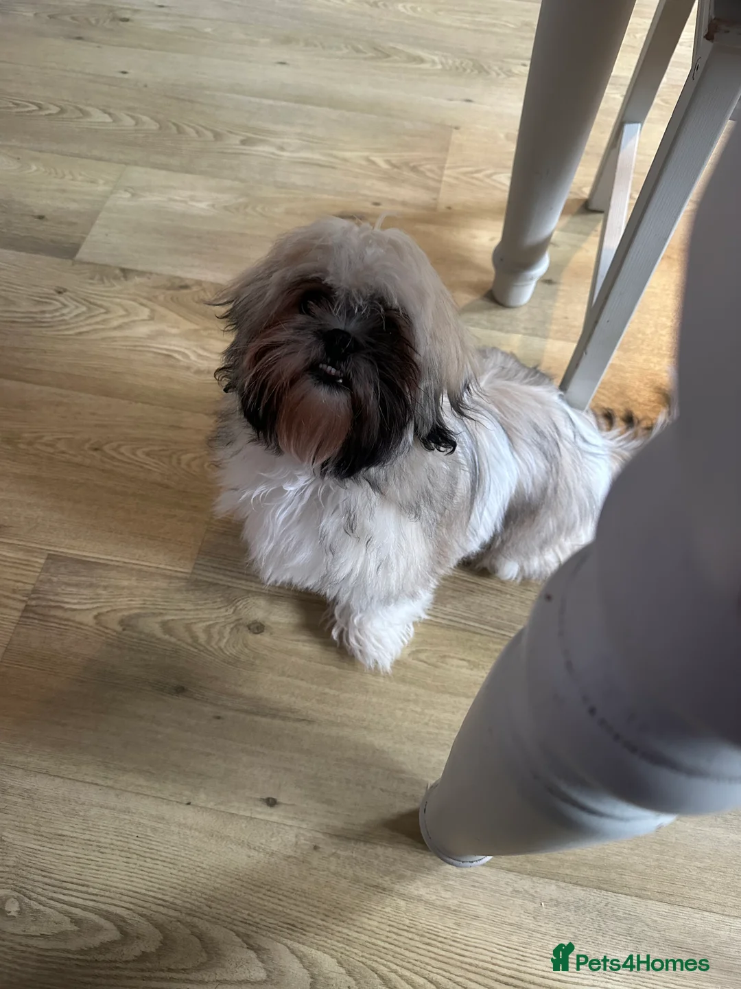 Shih Tzu dogs for sale: Winnie - Advert 2