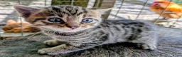 Mixed Breed cats for sale: Ready to leave... Gorgeous Bengal X Kittens - Advert 21