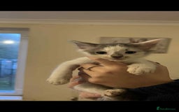 Mixed Breed cats for sale: Beautiful kittens for sale  - Image 4