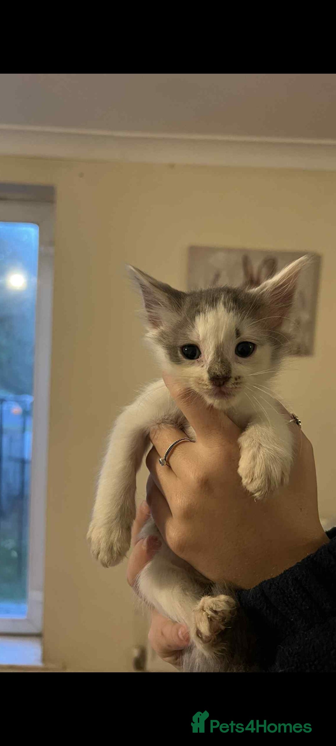 Mixed Breed cats for sale: Beautiful kittens for sale  - Image 4