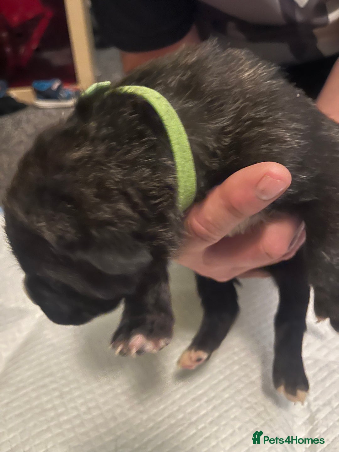 Cane Corso dogs for sale: Full Cane Corso Puppies x5 girls x5 Boys - Advert 9