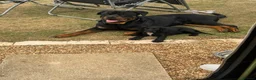 Rottweiler dogs for sale: 🐾 ROTTWEILER LOOKING FOR HIS FOREVER HOME 🐾 - Advert 4