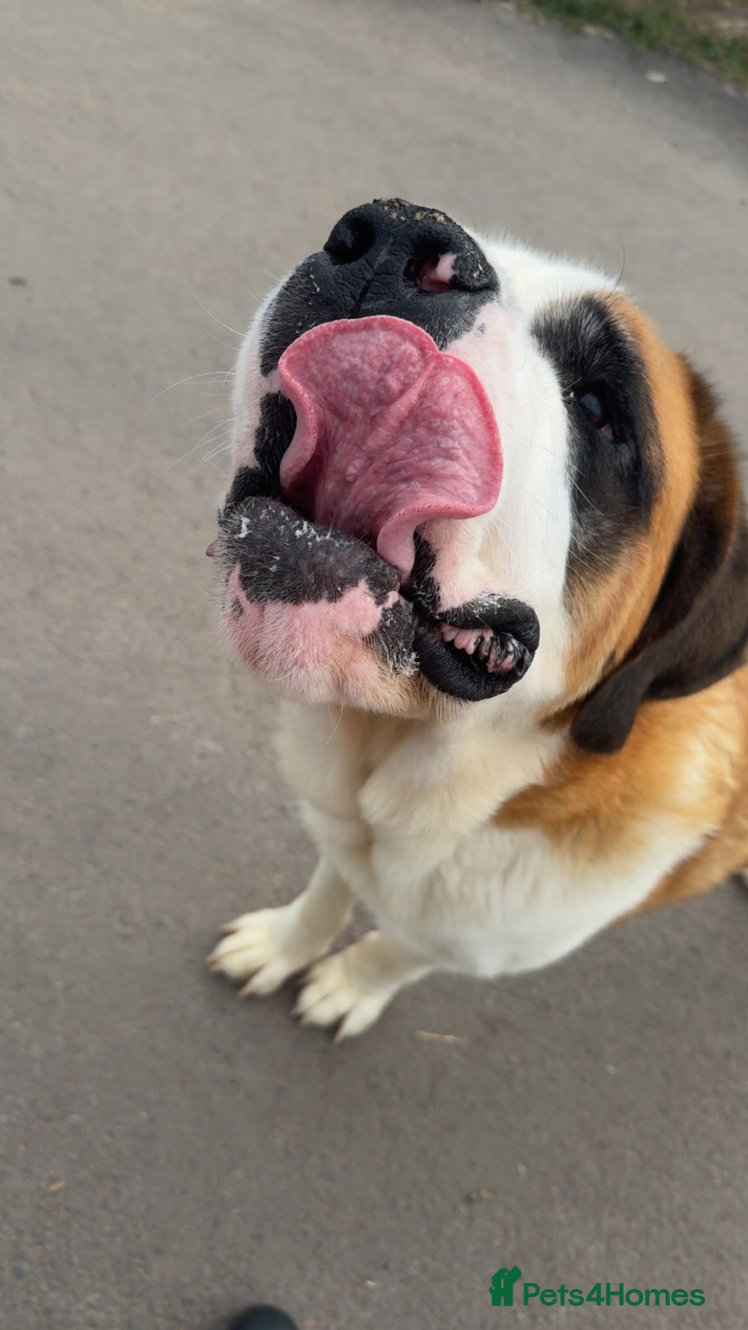 Saint Bernard dogs for sale: Outstanding chunky Saint Bernard puppies for sale - Image 14