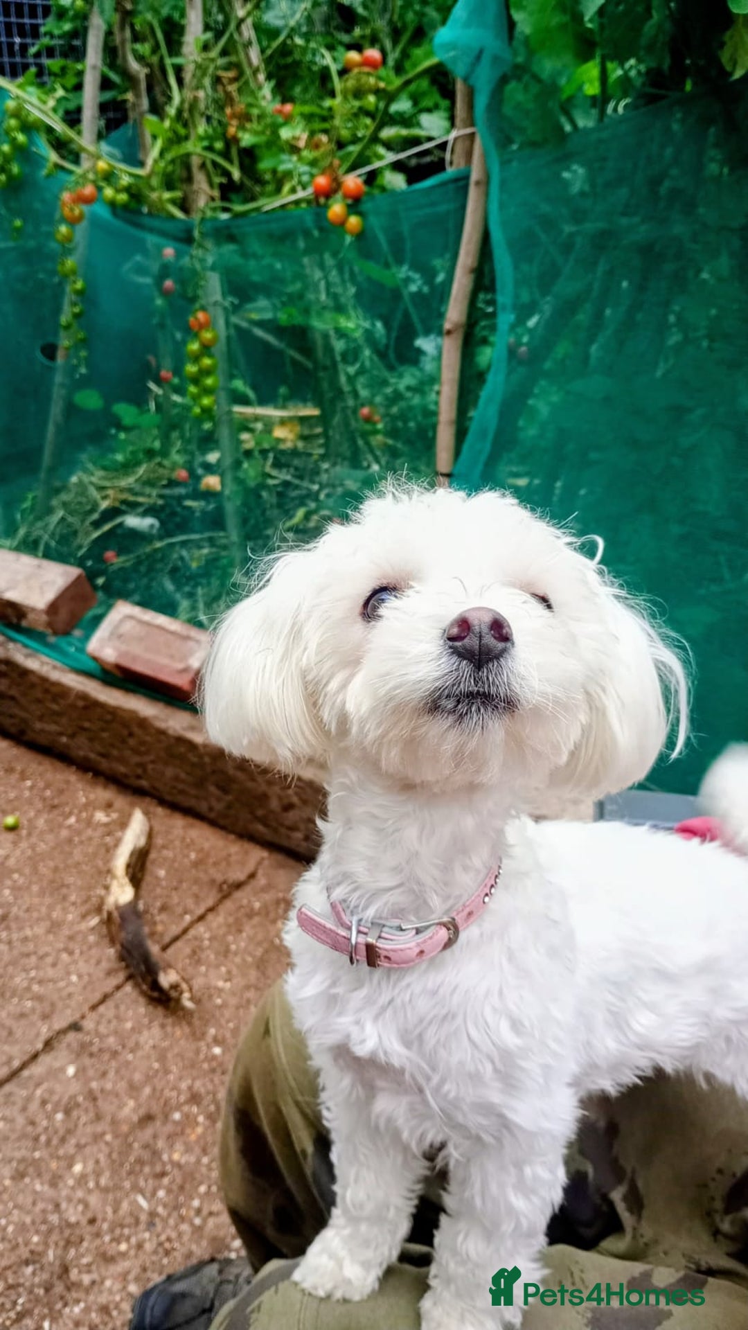 Maltese dogs for sale: Cindy - Advert 2