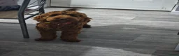 Mixed Breed dogs for sale: Cockapoo  - Advert 5