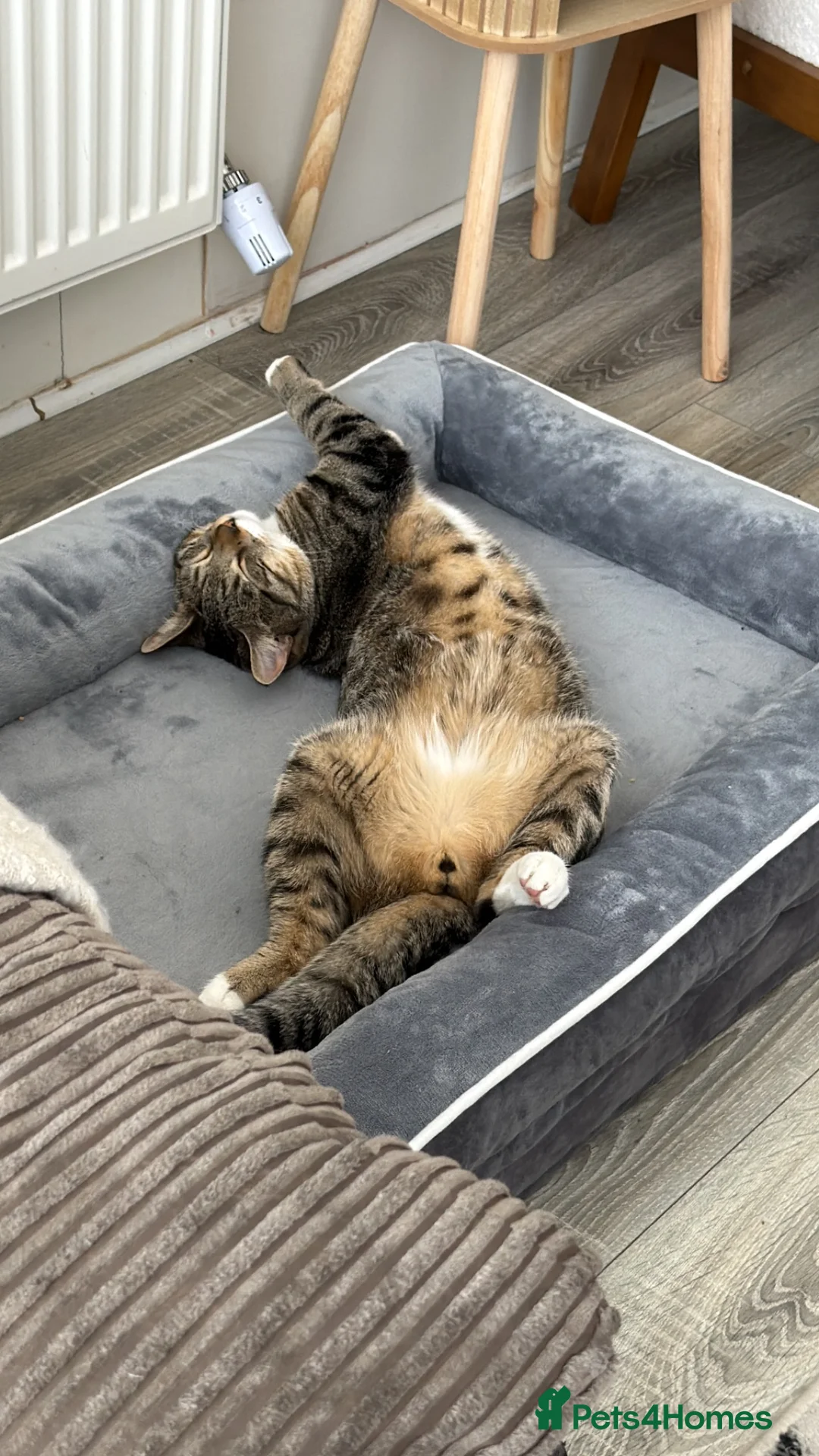Mixed Breed cats for sale: Two male cats just over 1 year old - Advert 3