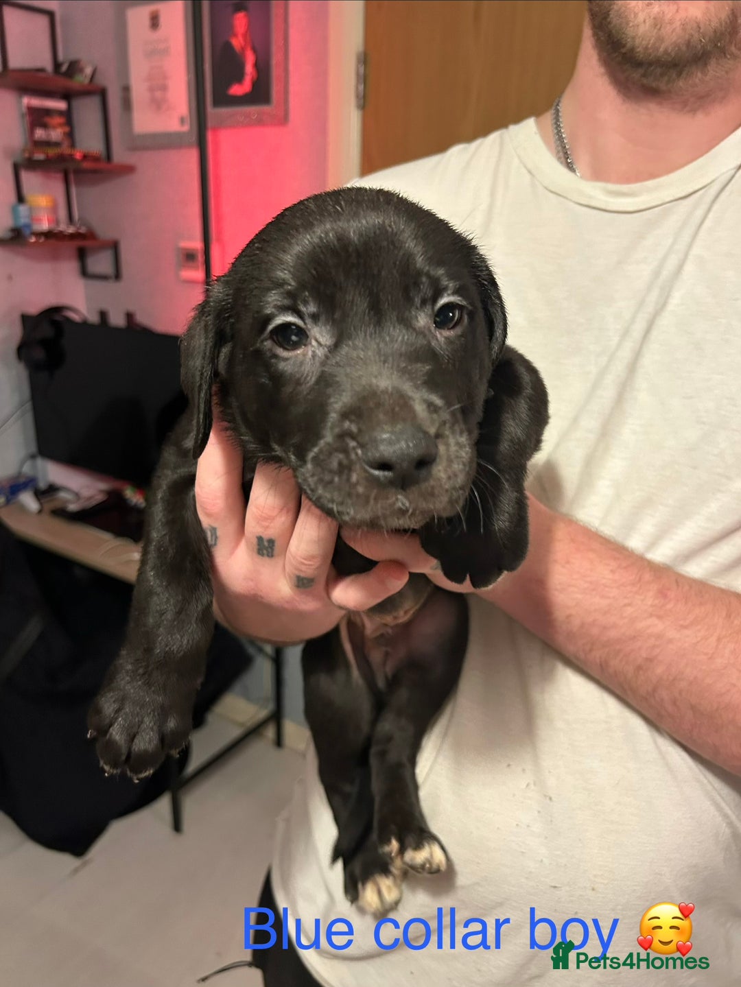 Mixed Breed dogs for sale: 2 boys and 5 girls Labrador X cross puppy’s 🥰 - Image 5