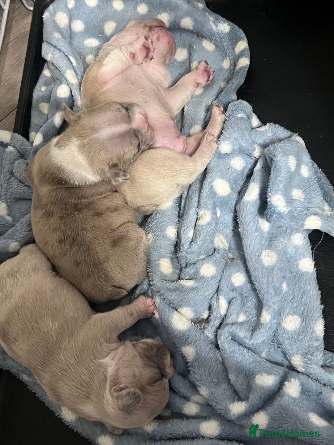 French Bulldog dogs for sale: French Bulldog Puppy’s  - Advert 23