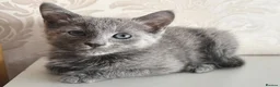 Russian Blue cats for sale: Beautiful Russian Blue Girl – 14 Weeks - Advert 6