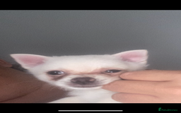 Pomchi dogs for sale: Chihuahua x Pom  - Image 6