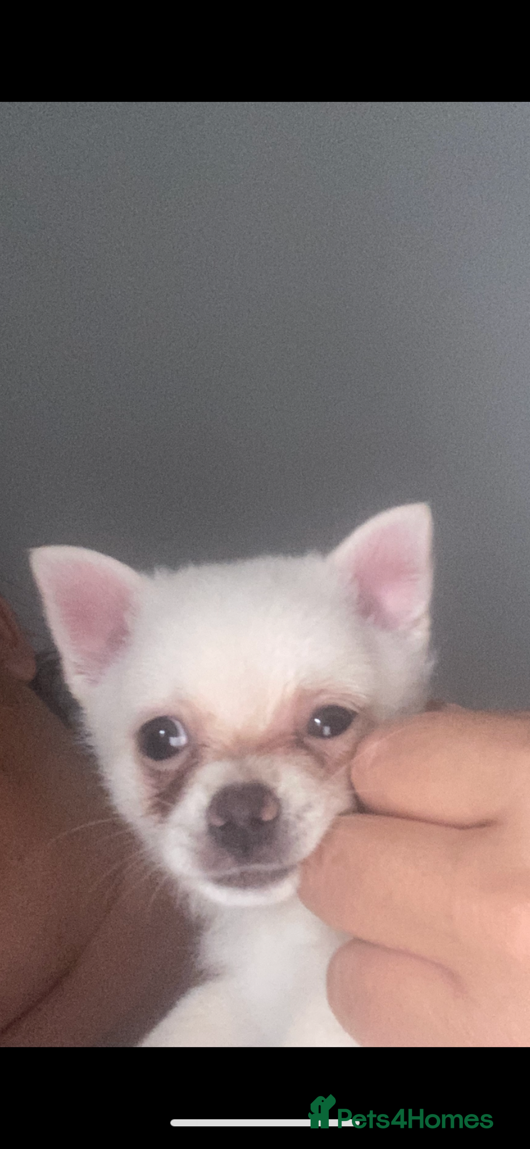 Pomchi dogs for sale: Chihuahua x Pom  - Image 6