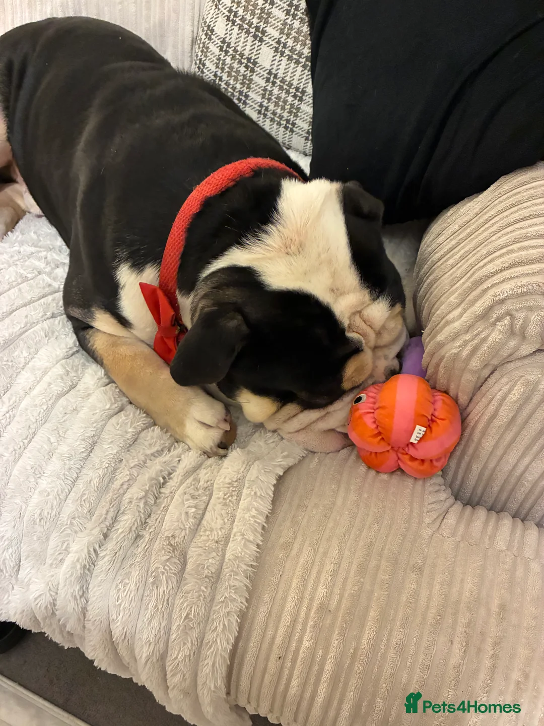 Olde English Bulldogge dogs for sale: Enzo - Olde English Bulldog - Advert 14