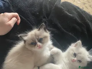 Ragdoll cats Stunning Fluffy Ragdoll kittens - Advert 1