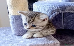 Persian cats for sale: Persian Cross - Ready 12th November  - Image 7