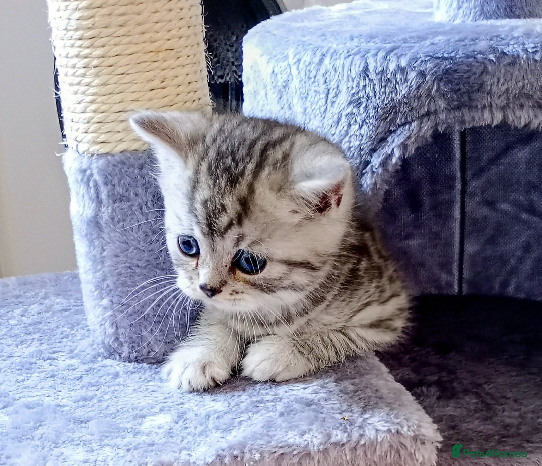 Persian cats for sale: Persian Cross - Ready 12th November  - Image 7