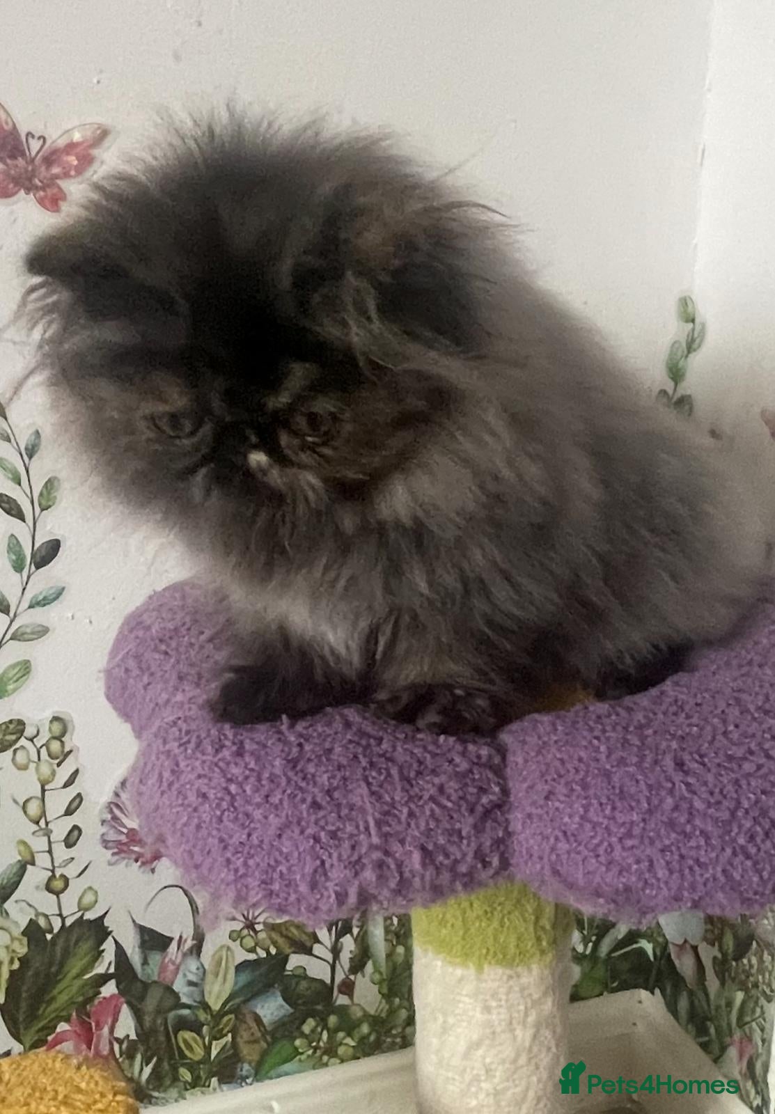 Persian cats Registered pedigree persian kitten - Advert 1