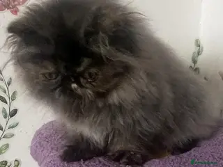 Persian cats Registered pedigree persian kitten - Advert 1