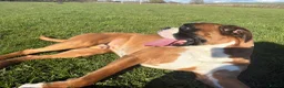 Boxer dogs for stud: BOXER - Stud 2.5 years old - Advert 3