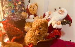 Cavapoo dogs for sale: F1 cavapoo puppys girls and boys  - Advert 16