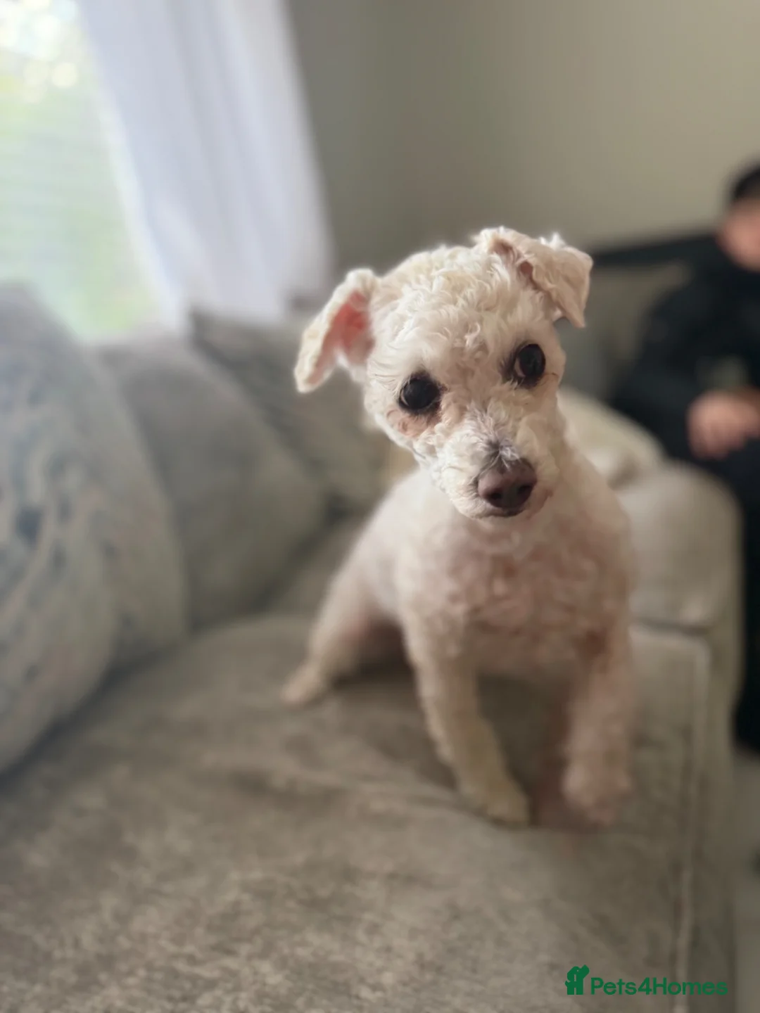 Bichon Frise dogs for sale: bichon frise for rehome  - Advert 2