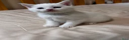 Scottish Fold cats for sale: Scottish Fold & Straight Kittens 🐾 - Advert 16