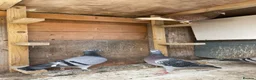 Pigeons birds for sale: Homing pigeons for sale  in Stoke-on-Trent - Advert 3