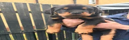 Rottweiler dogs for sale: 2 amazing KC registered rottweiler puppies left - Advert 10
