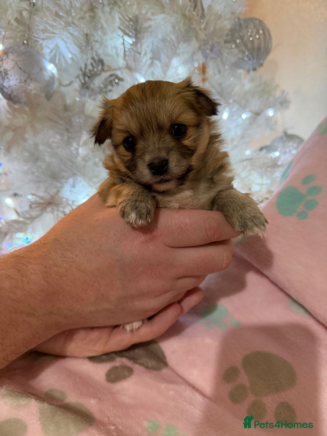 Pomchi dogs for sale: 🐻 Fluffy Rainbow Pomchis 🌈 - Advert 5