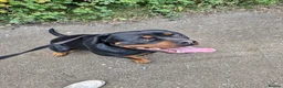 Rottweiler dogs for sale: Rottweiler - Advert 5