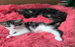 Abyssinian cats for sale: Beautiful kittens ar looking for new kind parents. - Image 18