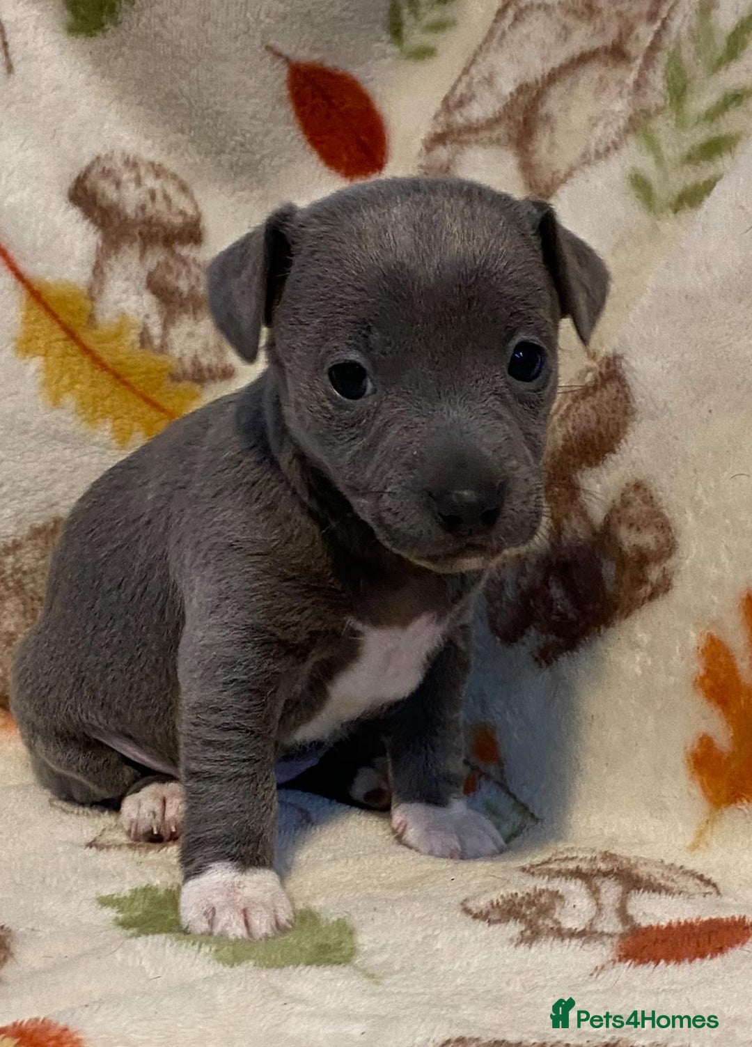 Jack Russell dogs for sale:  beautiful All blue smooth coated short legged JRT - Advert 3