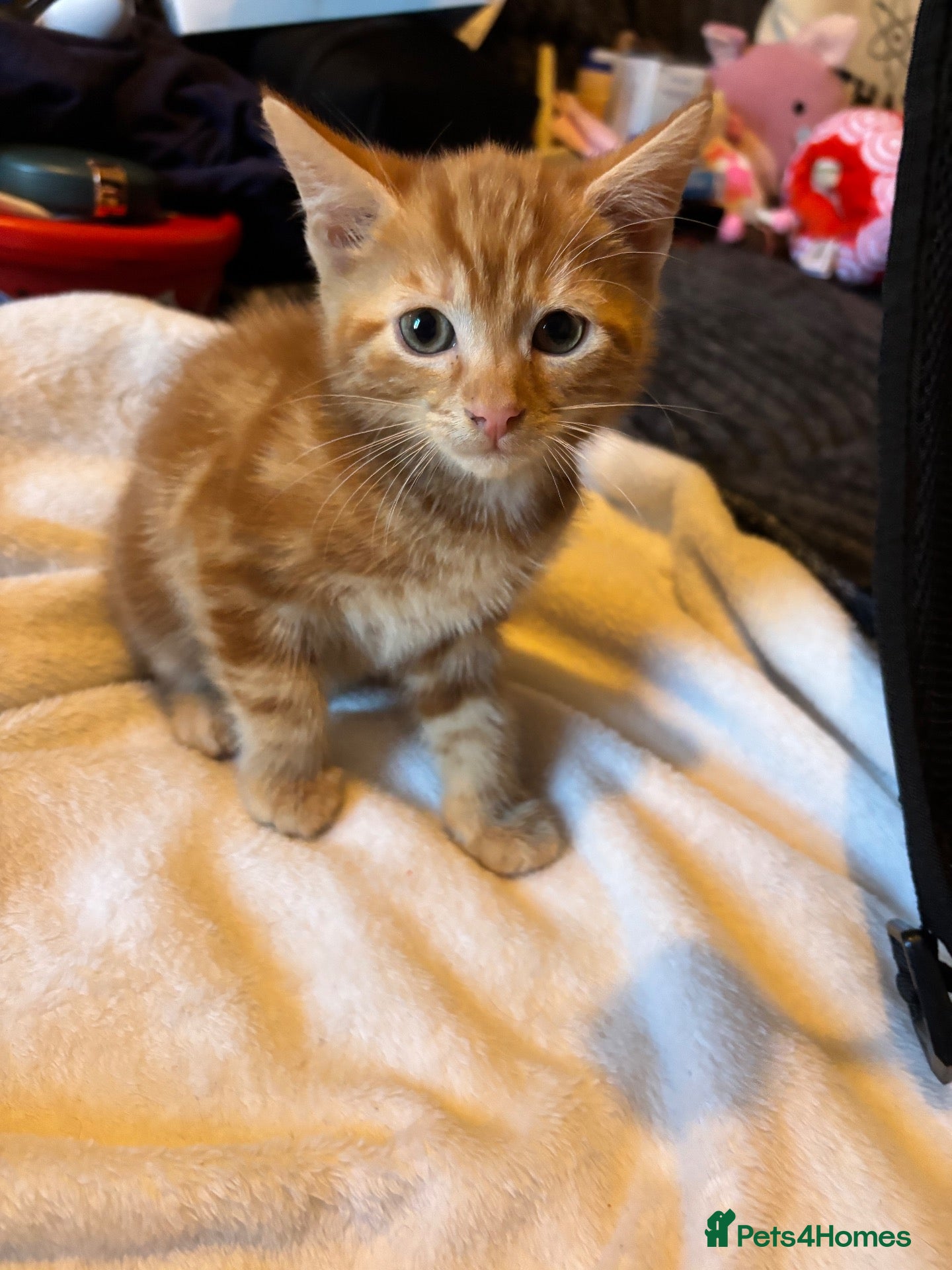 British Shorthair cats British short hair ginger boy - Advert 6