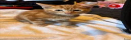 British Shorthair cats for sale: British short hair ginger boy - Advert 1