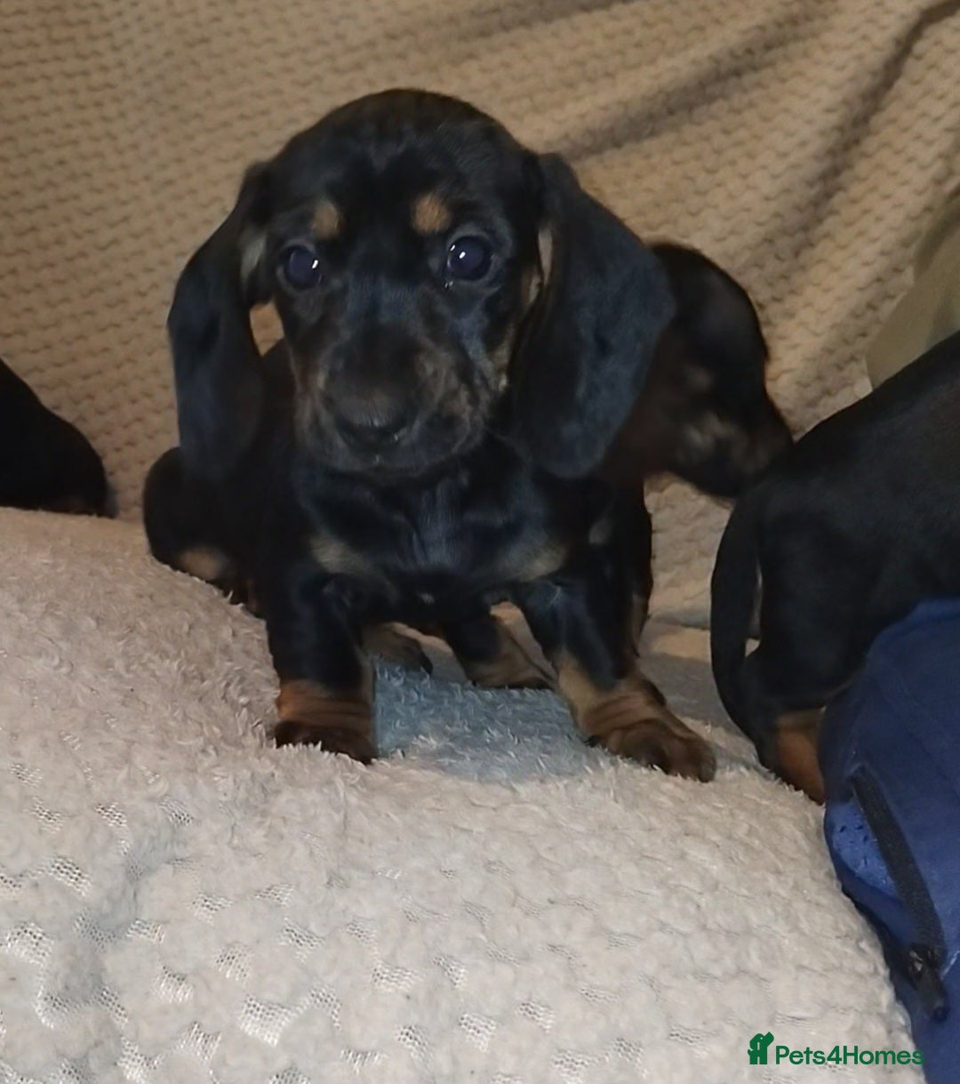Dachshund dogs for sale: Dachshund puppies - Advert 6