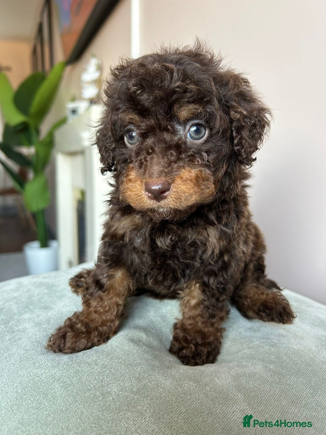 Cavapoo dogs for sale: 1 girl left 💕 f1b cavapoos ready now 🏡 - Image 14