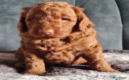 Cockapoo dogs for sale: F1b Cockapoo Puppy Male Red - Image 3