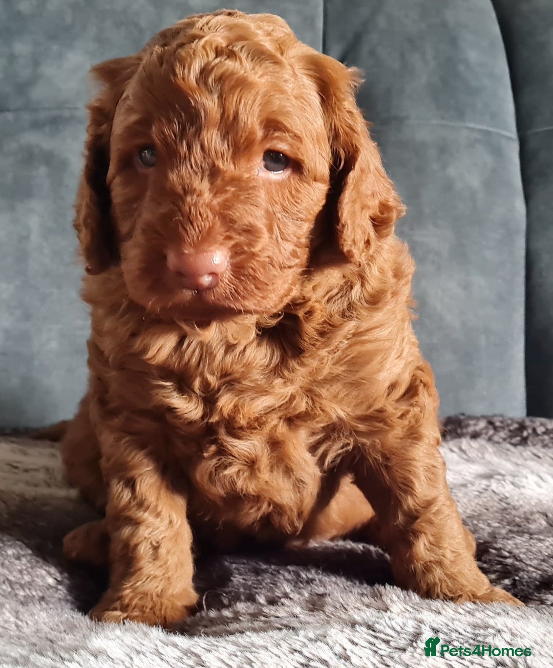 Cockapoo dogs for sale: F1b Cockapoo Puppy Male Red - Image 3