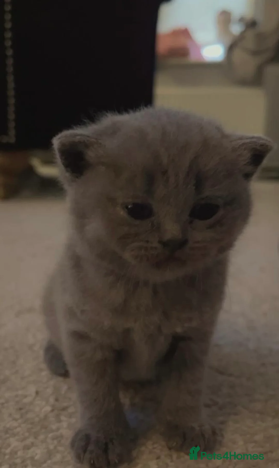 British Shorthair cats for sale: Pure Bred British Shorthair kittens x 4 - Advert 3