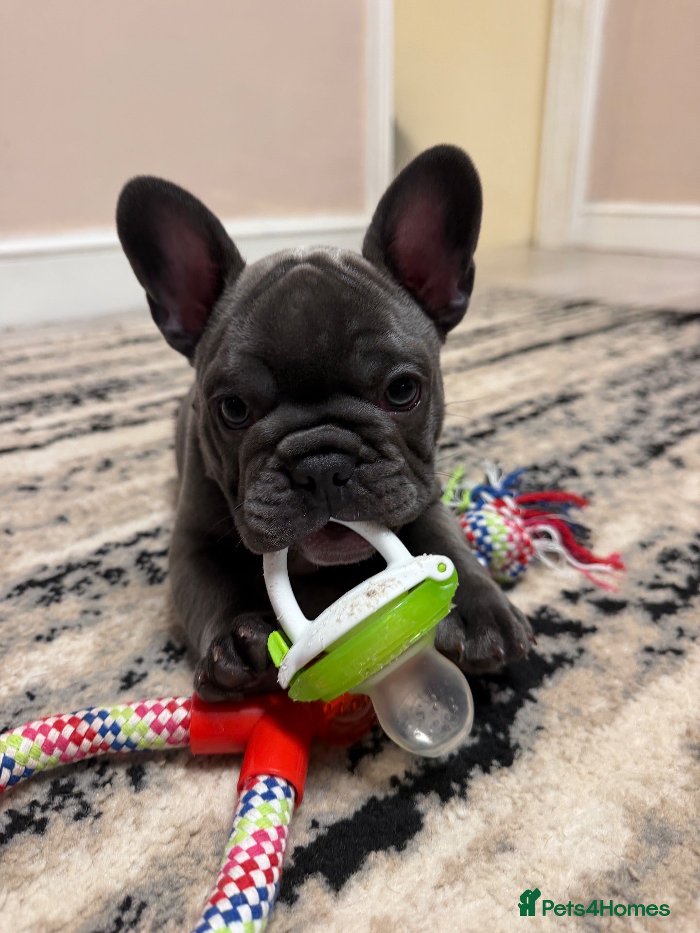 French Bulldog dogs for sale: Beautiful Blue French Bulldog Girl – Ready now - Advert 2