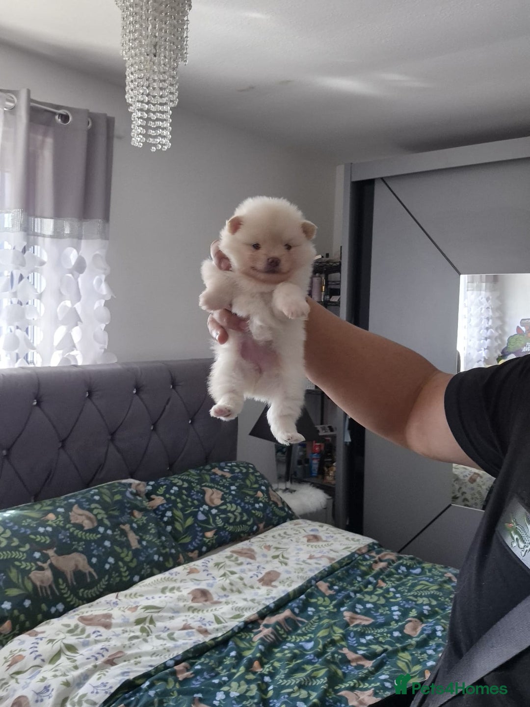 Pomeranian dogs for sale: pomeranian puppies ** size 🥰 - Image 4