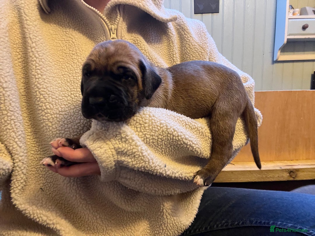 Great Dane dogs for sale: Great Dane puppy’s  - Image 18